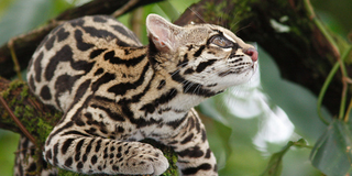 Illustration for article titled Caturday - Leopardus tigrinus Edition